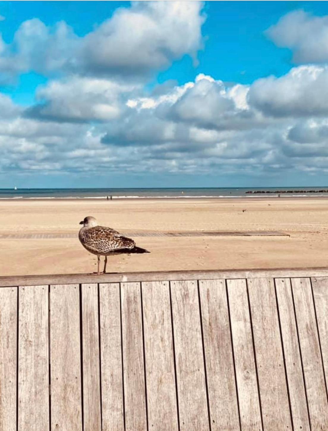 Appartement Sur La Plage De Malo Les Bains Vue Mer Duinkerke Buitenkant foto